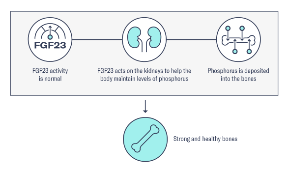 Flowchart representing normal homeostasis, including the relationship between FGF23, the kidneys, and phosphorus deposition in the bones